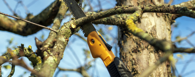 Pole saw - Istock 1288559423