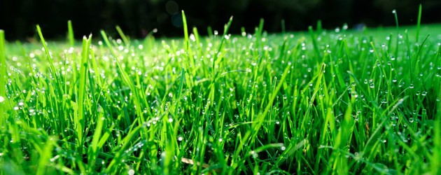 5 Ways To Enjoy A Sizzling, Safe Summer In The Garden (1)